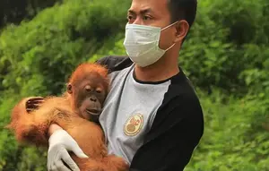 Seperempat Abad Jatuh Bangun Selamatkan Orang Utan