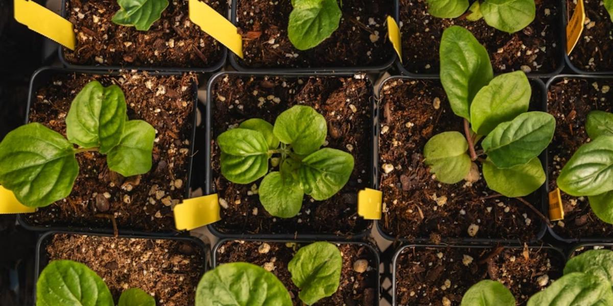 7 Tips agar Tanaman Kangkung Subur dan Cepat Dipanen untuk Musim Hujan