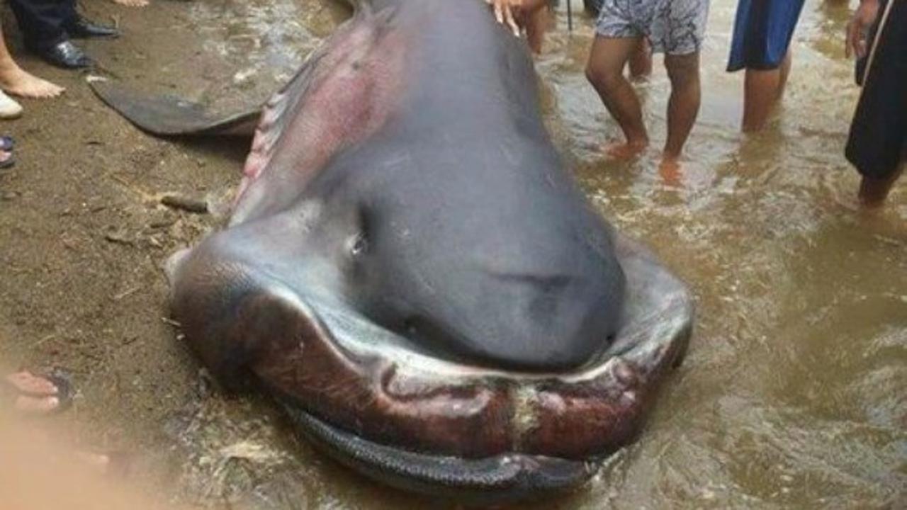 Ikan Berwajah Aneh Terdampar, Warga Klaim Pertanda Bencana Alam