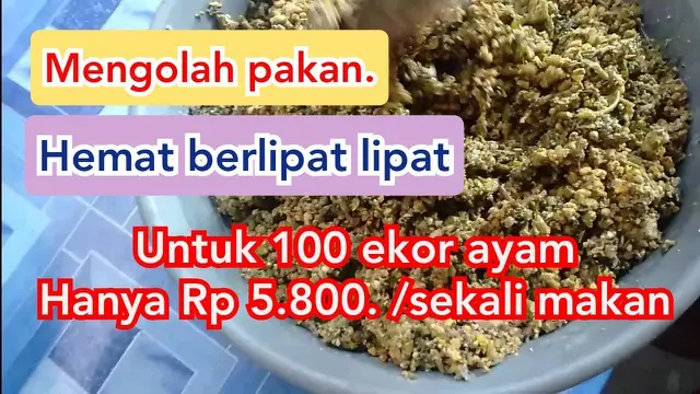 pakan ayam
