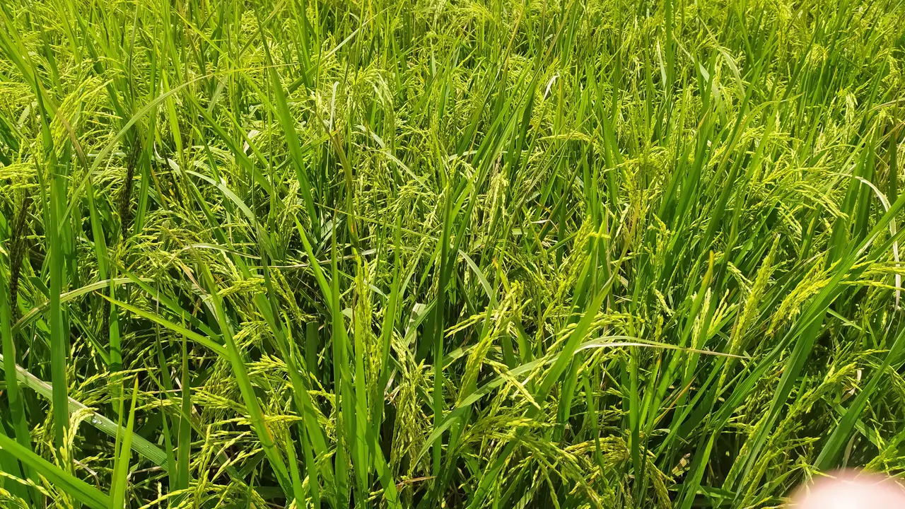 Sejumalh lahan pertanian produktif di Garut, Jawa Barat mulai beralih fungsi akibat semakin gencarnya pembangunan infrastruktur.