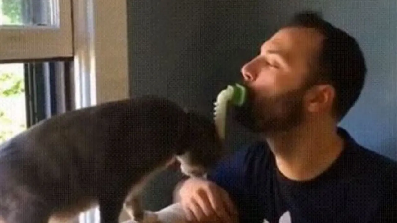 Ingin Manjakan Kucing Peliharaan Anda, Jilat dengan Alat Unik Ini