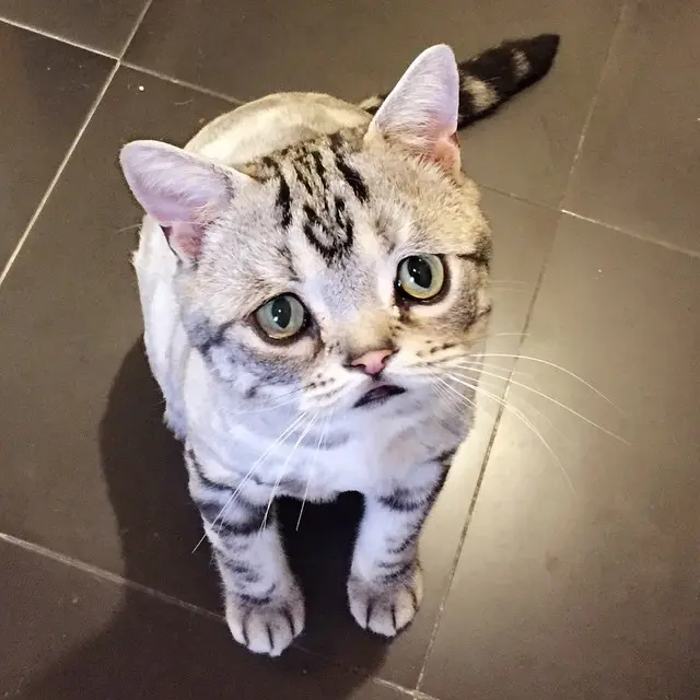 10 Potret Kucing Pasang Muka Melas Ini Bikin Kasihan