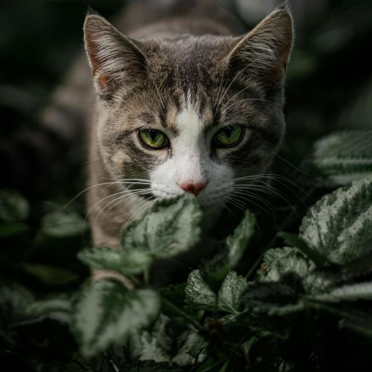 Kucing Berburu
