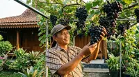 8 Trik Merangsang Buah untuk Tanaman di Halaman Rumah, Panen Melimpah