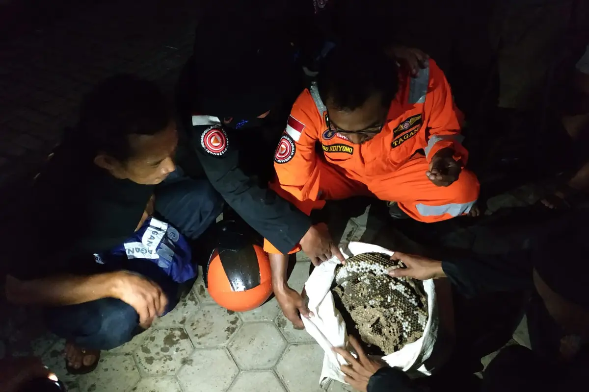 Tagana Banyumas mengevakuasi sarang tawon Engang. (Foto: Liputan6.com/Tagana Banyumas/Muhamad Ridlo)