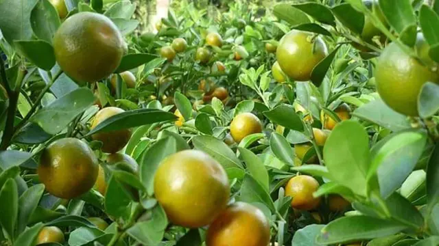 Jeruk Kasturi (Foto: Jual Bibit Tanaman)