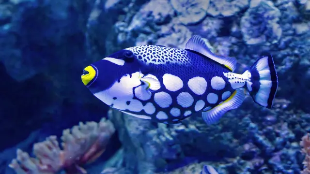 Ikan Clown Triggerfish