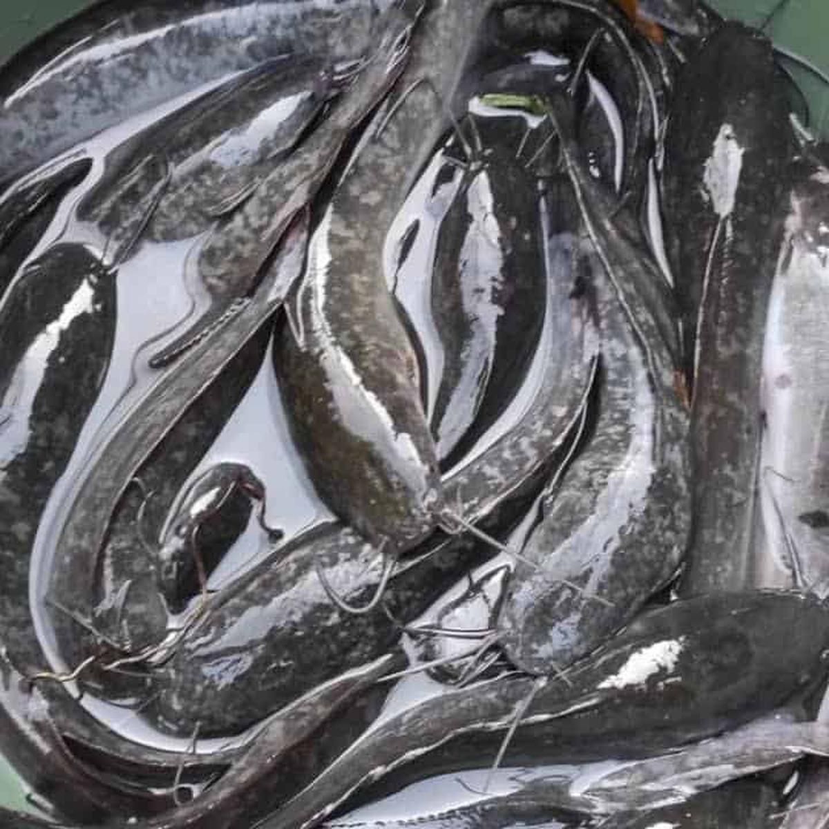 Ikan Tinggi Protein