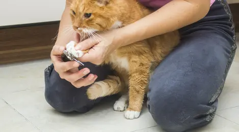 Kenapa Kuku Kucing Harus Dipotong Lifestyle Fimela Com