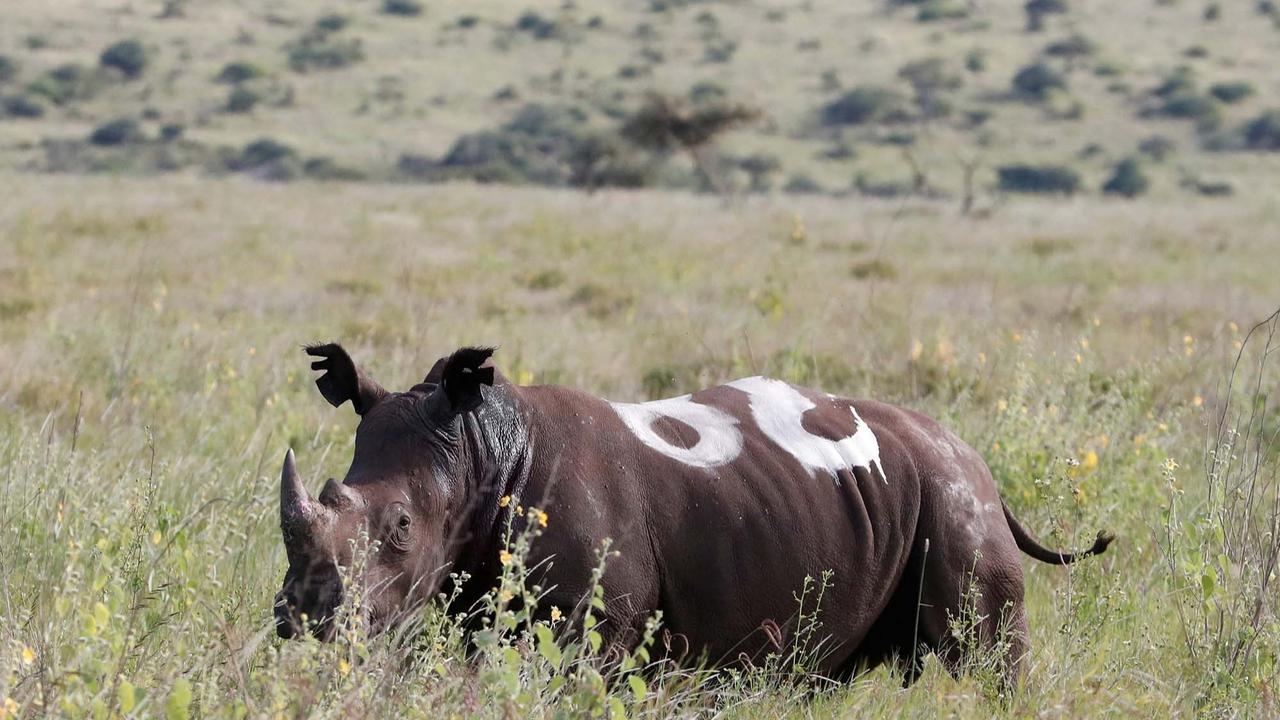 FOTO:  Melihat Penandaan Telinga Badak di Kawasan Konservasi Margasatwa Lewa Kenya