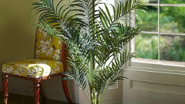 3. Areca Palm Tree (pohon palem)