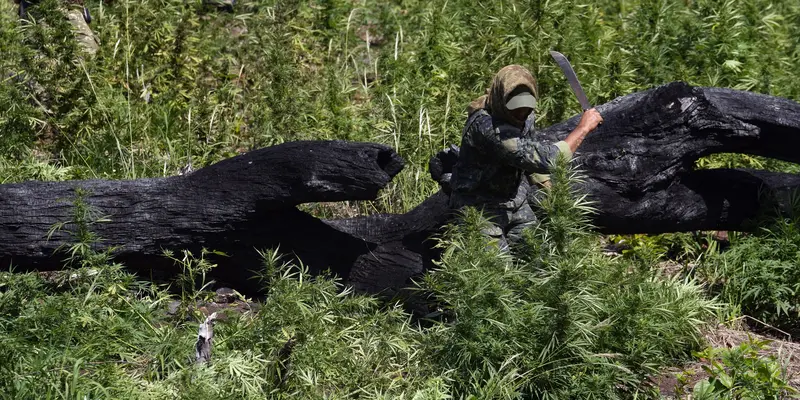 600 Ton Ganja Dimusnahkan di Paraguay