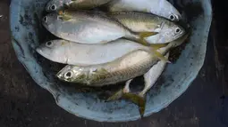 Ikan hasil tangkapan nelayan tradisional di Pelabuhan Cilincing, Jakarta, Selasa (1/3/2022). Sejumlah komoditas ikan laut di pasaran mengalami kenaikan harga hingga 5 persen disebabkan cuaca buruk di laut dalam sepekan terakhir sehingga nelayan berhenti melaut sementara. (merdeka.com/Imam Buhori)