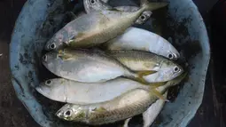 Ikan hasil tangkapan nelayan tradisional di Pelabuhan Cilincing, Jakarta, Selasa (1/3/2022). Sejumlah komoditas ikan laut di pasaran mengalami kenaikan harga hingga 5 persen disebabkan cuaca buruk di laut dalam sepekan terakhir sehingga nelayan berhenti melaut sementara. (merdeka.com/Imam Buhori)