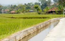 Penguatan Irigasi Kementan: Strategi Jaga Produksi Beras di Tengah Cuaca Ekstrem