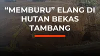Di Indonesia, Elang Bondol merupakan satwa berstatus dilindungi karena populasinya yang semakin langka akibat kerusakan alam. Tapi di lahan tambang nikel Pulau Obi, Halmahera Selatan, Elang Bondol itu kini mudah ditemui. 

Semua berawal dari program reklamasi lahan bekas galian tambang yang dilak...