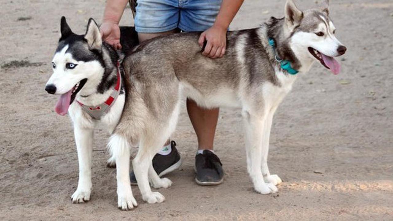 Dibuang Oleh Pemilik, Anjing Ini Disertai Sepucuk Surat