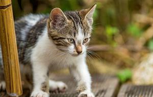 Kucing kampung. (via: meongku.com)