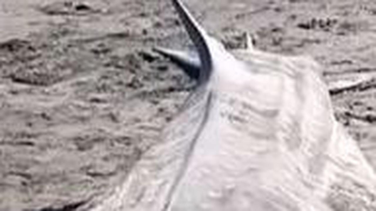 Cerita Hiu Tutul Sepanjang 5 Meter yang Mati di Tepian Pantai Purworejo, Tubuh Penuh Luka