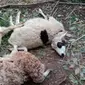 Sekretaris Desa Wilulang, Kecamatan Susukanlebak, Kabupaten Cirebon mencatat sudah 25 kambing mati misterius. (Liputan6.com/ Panji Prayitno)