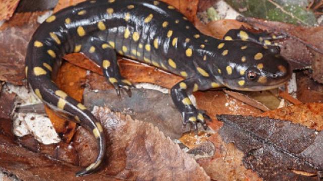 Ilustrasi salamander (iStock)