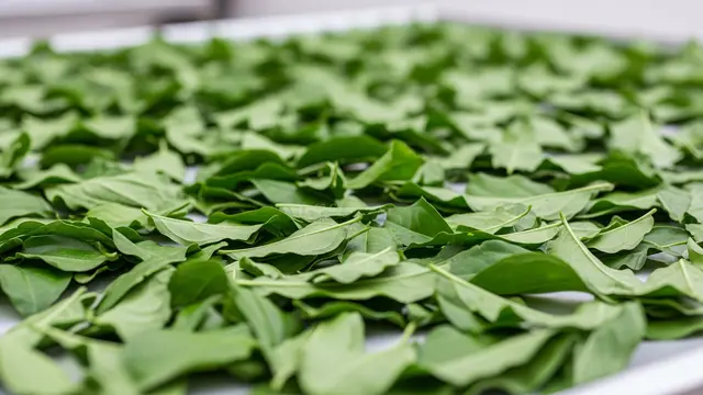 Membuat Keripik Daun Beluntas