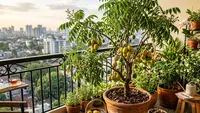 10 Tanaman Buah dalam Pot yang Cocok untuk Balkon Apartemen, Estetik & Produktif