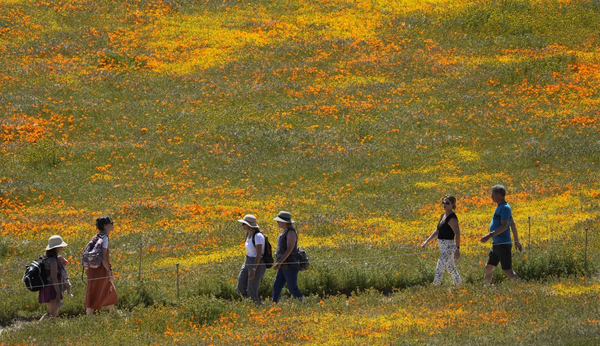 Meskipun ladang bunga poppy mungkin sedang bermekaran saat ini, para ahli mengatakan bahwa pengunjung tidak perlu terburu-buru untuk melihatnya. Musim bunga liar umumnya berlangsung hingga Mei. (AP Photo/Marcio Jose Sanchez)