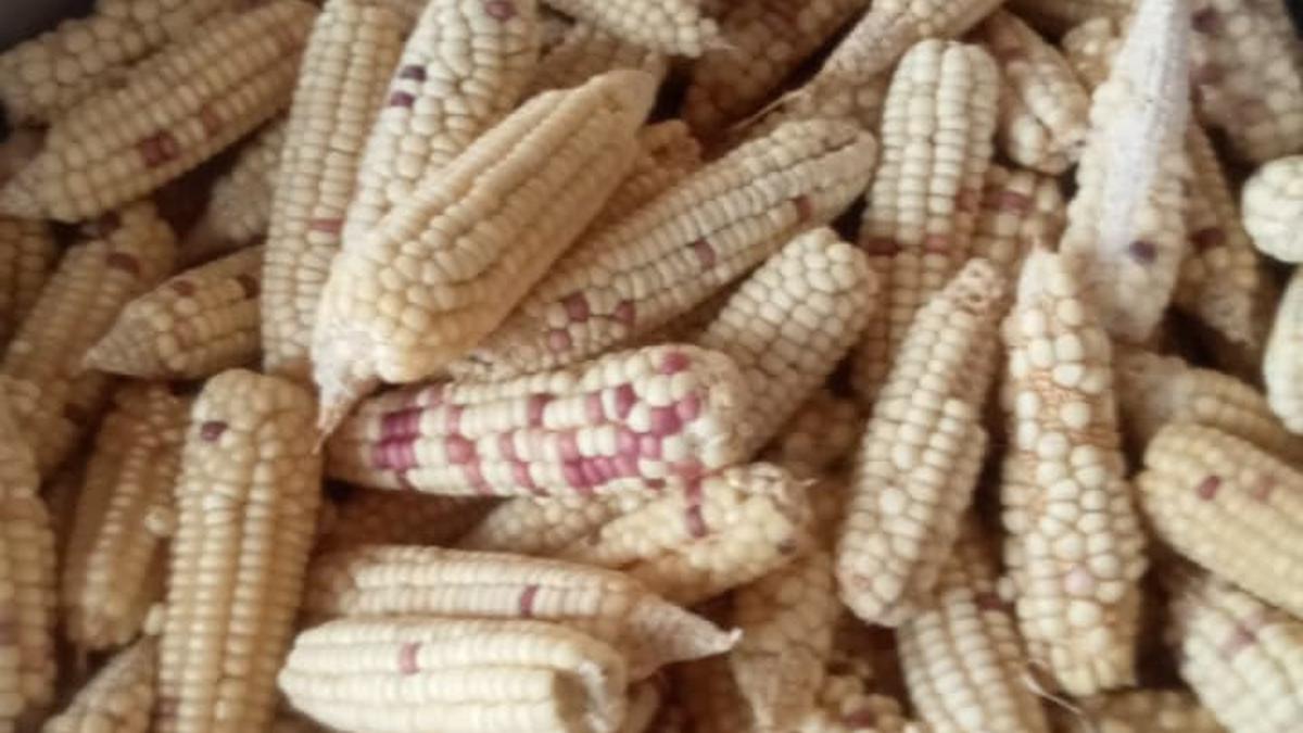 Cara Membuat Jagung Tumbuk Tradisional yang Cocok Jadi Pengganti Nasi, Mudah Diolah di Rumah
