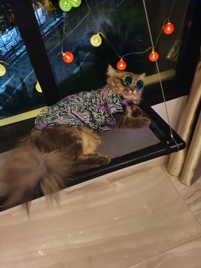 Kucing-kucing Ini Pakai Baju Tradisional Melayu Buat Rayakan Lebaran, Bikin Gemas