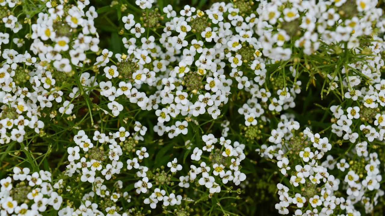 Bunga Sweet Alyssum/Photo by Annie Gavin on Unsplash