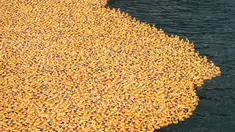 Bebek karet melintasi sungai Chicago selama Windy City Rubber Ducky Derby di Chicago, Illinois (3/8). Sponsor bebek pertama yang melayang melintasi garis finish dianugerahi SUV baru. (Scott Olson/Getty Images/AFP)