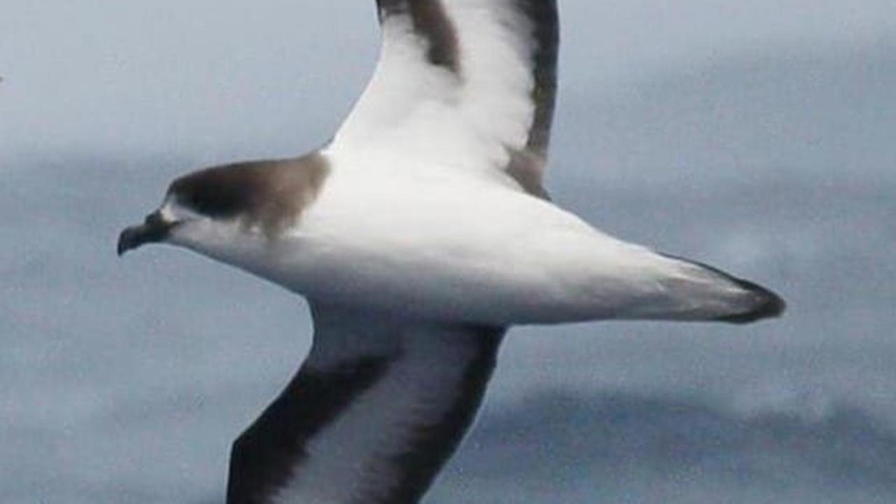 9. Burung Petrel Bermuda<br>