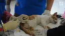 Dokter menyutik vitamin usai mensterilisasi kucing di pusat kesehatan hewan (Puskeswan), Jakarta, Kamis (10/1). Kucing yang akan disterilisasi dan vaksinasi ditempatkan terpisah dengan kucing siap adopsi. (Liputan6.com/Herman Zakharia)