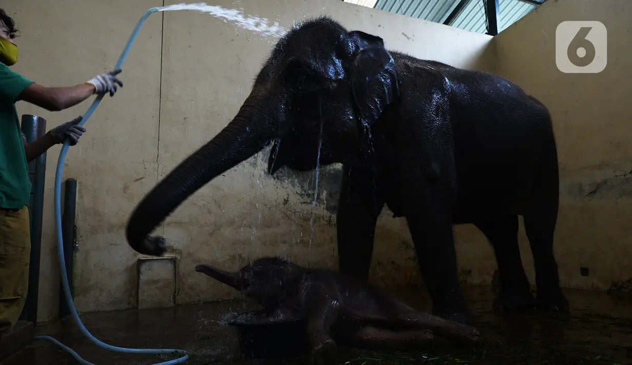Keeper memandikan bayi gajah Sumatera (Sumatran elephant) dalam kandangnya Taman Safari Indonesia Cisarua, Bogor, Jawa Barat, Rabu (13/5/2020). Bayi gajah jantan bernama Covid itu hasil perkawinan gajah Sumatera, Nina dan Kodir. (merdeka.com/Imam Buhori)