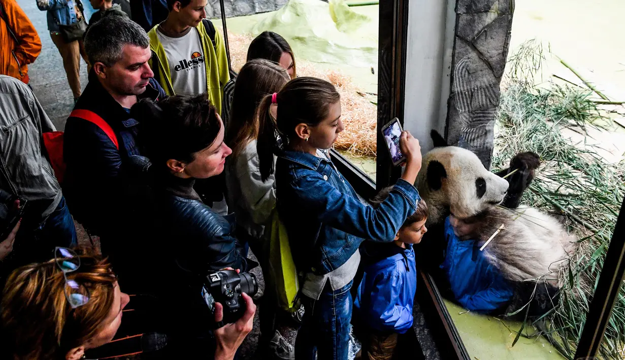 Pengunjung mengambil gambar panda raksasa (ailuropoda melanoleuca) yang tengah menyandar pada kaca kandangnya di Kebun Binatang Moskow, Rusia, Sabtu (13/7/2019). (Kirill KUDRYAVTSEV/AFP)