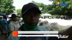 Meski Idul Adha, atau hari raya kurban tinggal beberapa hari lagi, namun hewan kurban di sejumlah tempat penjualan hewan kurban masih banyak karena tak terjual. Di pasar hewan di Tuban, banyak sapi yang sakit dan hendak mengamuk diduga karena kelelah...