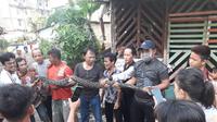 Komunitas Sumsel Reptil mengevakuasi ular sanca batik sepanjang 4 meter, di rumah warga di Rusun 26 Ilir Palembang Sumsel (Dok. Humas Komunitas Sumsel Reptil / Nefri Inge)
