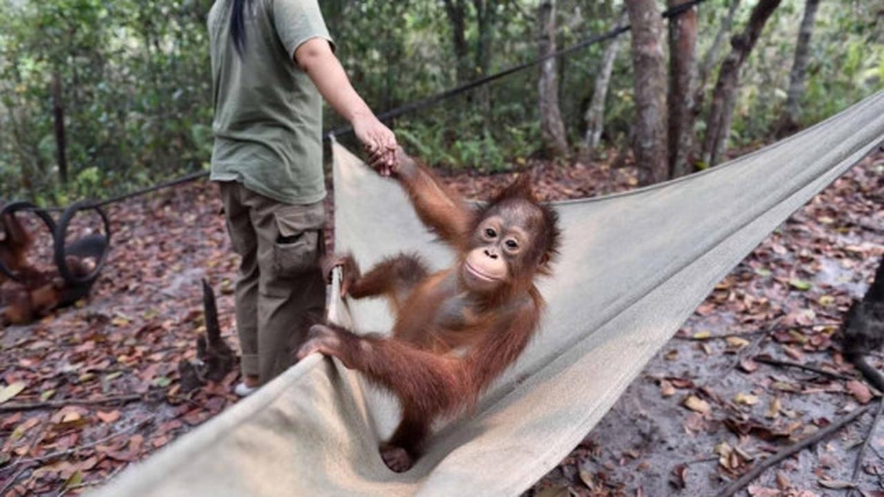 Menengok bayi orang utan selamat dari kebakaran hutan Palangkaraya