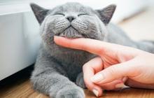 Rahasia Kucing Gemuk dan Bahagia, Ini 7 Makanan yang Bikin Si Manis Tambah Montok dan Bulunya Bebas Rontok