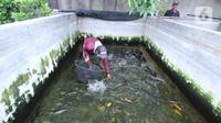 Seorang warga memberi pakan untuk ikan lele budidaya di Tangerang, Jumat (6/11/2020). Pemerintah setempat bersama warga memanfaatkan lahan untuk bubidaya ikan lele guna menggerakan ekonomi masyarakat di masa pandemi COVID-19. (Liputan6.com/Angga Yuniar)