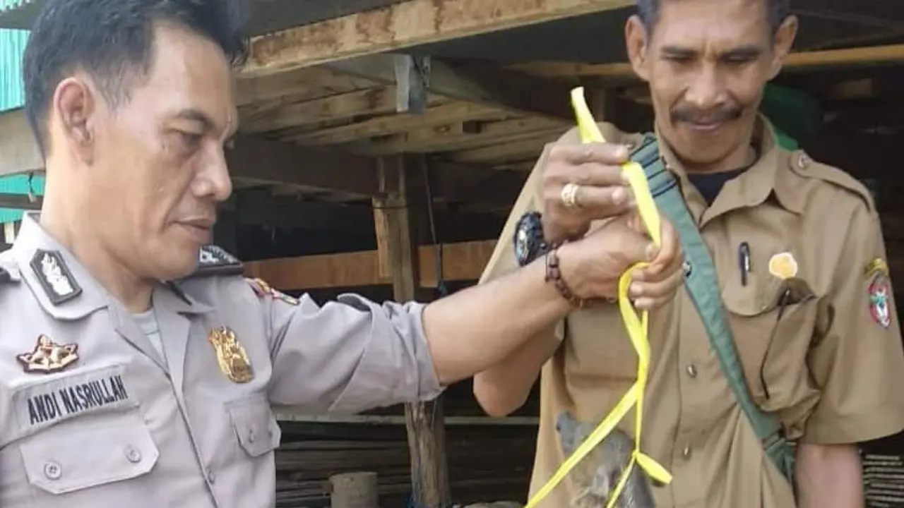 Anak babi hutan saat dibawa ke kantor polisi (Fauzan/Liputan6.com)