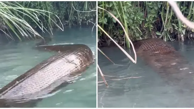 Penampakan Anaconda di Sungai Ini Bikin Ngeri, Pernah Viral Video Ditonton 64 Juta Kali