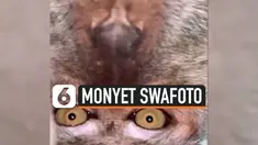 vertical monyet