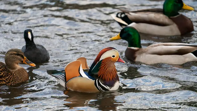 Bebek mandarin di New York