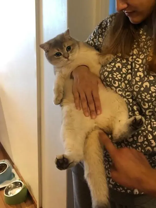 6 Ilusi Optik Kucing dengan Manusia Ini Bikin Kucek Mata, Harus Teliti