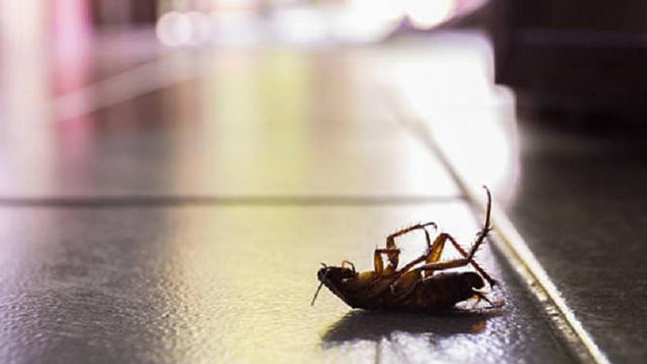 Kenapa Kecoak Sering Muncul Saat Musim Hujan? Ini Penjelasan dan Solusinya