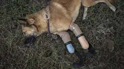 Seekor anjing bernama Cola menggunakan kaki palsu di dua kaki depannya berbaring di rumput, Phuket, Thailand (12/12). Cola menggunakan kaki palsu berbentuk melengkung seperti alat yang digunakan pelari Paralympic. (AFP Photo/Lilian Suwanrumpha)