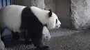 Panda betina Meng Meng berjalan dalam kandangnya di kebun binatang Zoologischer Garten, Berlin pada Rabu (14/8/2019). Meng Meng kini terlihat memiliki perut membuncit, bertambah berat badannya, terkesan lemah, dan mengalami perubahan hormon. (Tobias SCHWARZ / AFP)